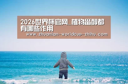 2026世界杯