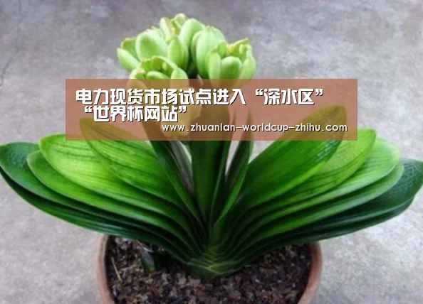 世界杯网站